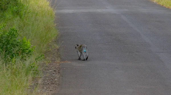 Macaco Verde Parque Nacional Hluhluwe Reserva Natural África Sul — Fotografia de Stock