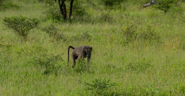 南非Hluhluwe国家公园自然保护区的狒狒 — 图库照片
