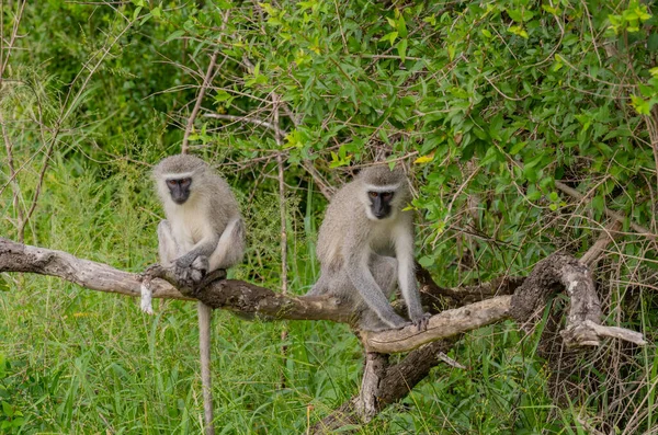 Zöld Majom Hluhluwe Nemzeti Park Természetvédelmi Terület Dél Afrika — Stock Fotó