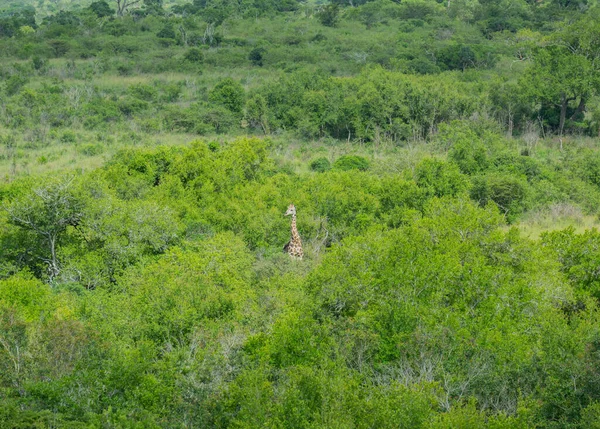 Güney Afrika Daki Hluhluwe Ulusal Parkı Nda Zürafa — Stok fotoğraf