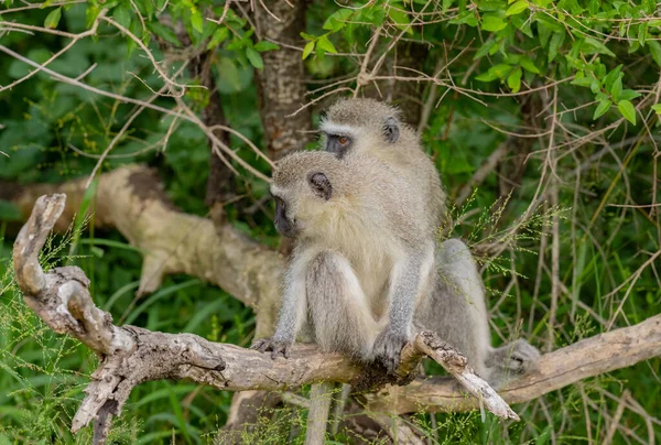 Macaco Verde Parque Nacional Hluhluwe Reserva Natural África Sul — Fotografia de Stock