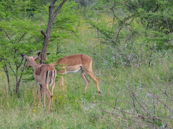 Impalas Természetvédelmi Terület Hluhluwe Nemzeti Park Dél Afrika — Stock Fotó