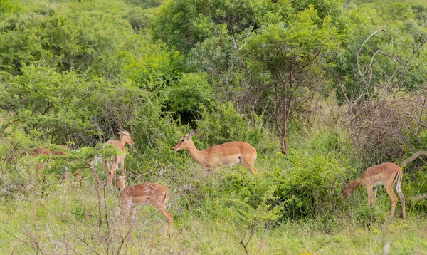 Impalas Dans Réserve Naturelle Hluhluwe National Park Afrique Sud — Photo
