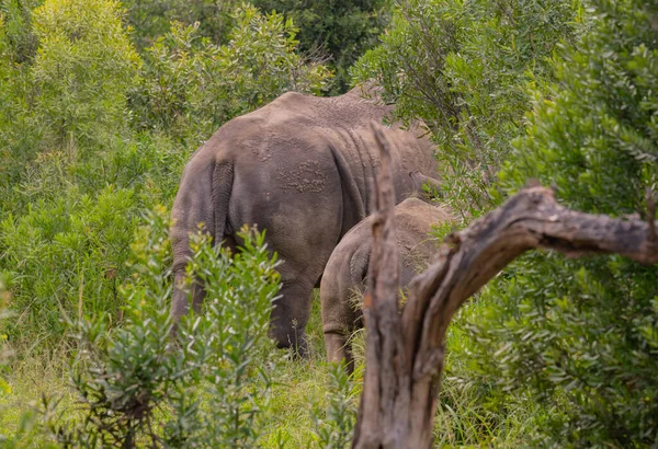Rhino Mãe Rinoceronte Bebê Parque Nacional Hluhluwe Reserva Natural África — Fotografia de Stock