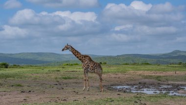 Güney Afrika 'daki Hluhluwe Ulusal Parkı' nda zürafa