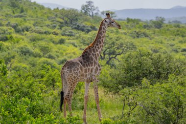 Güney Afrika 'daki Hluhluwe Ulusal Parkı' nda zürafa