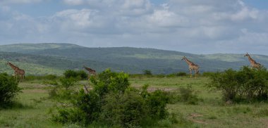 Güney Afrika 'daki Hluhluwe Ulusal Parkı' nda zürafalar