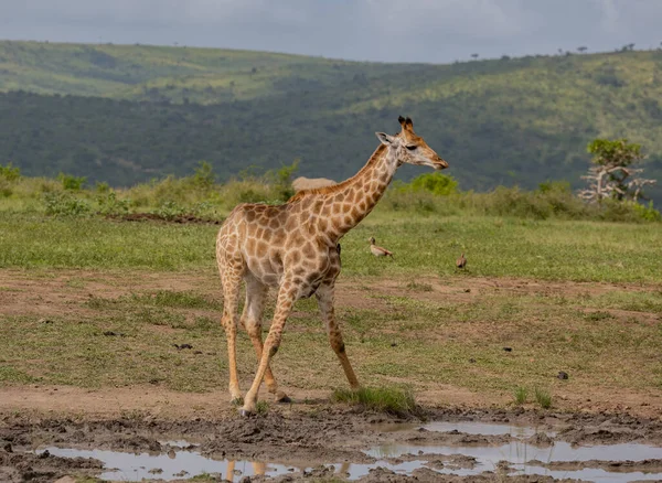 Girafa Parque Nacional Hluhluwe África Sul — Fotografia de Stock