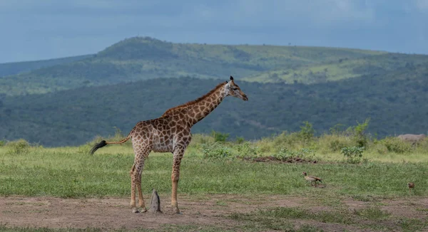 Girafa Parque Nacional Hluhluwe África Sul — Fotografia de Stock