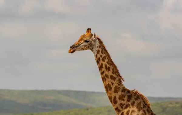 フルー国立公園内のキリン南アフリカ共和国 — ストック写真