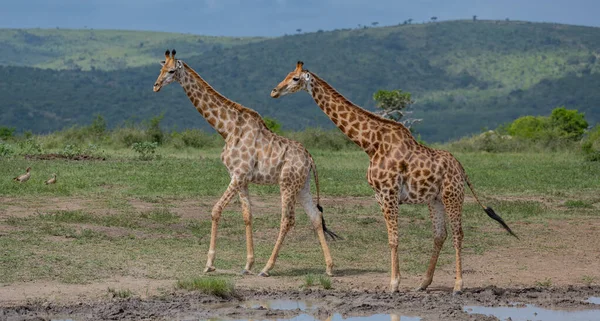 Żyrafy Parku Narodowym Hluhluwe Rpa — Zdjęcie stockowe