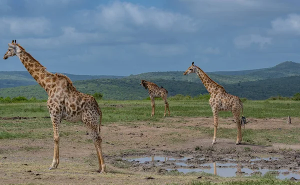 Giraffes Hluhluwe National Park South Africa — ストック写真