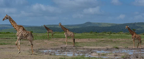 Giraffes Hluhluwe National Park South Africa — стокове фото