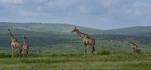 Giraffes Hluhluwe National Park South Africa — Stock Photo, Image
