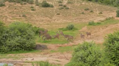 Nyala Antelope in the wild and savannah landscape of Africa