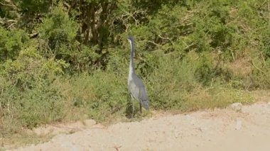 Black headed Heron in the wild and savannah landscape of Africa