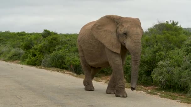 Elephant Wild Savannah Landscape South Africa — Wideo stockowe