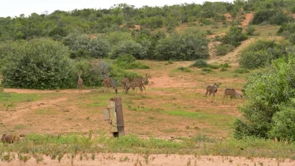 Nyala Antelope Wild Savannah Landscape Africa — стокове відео