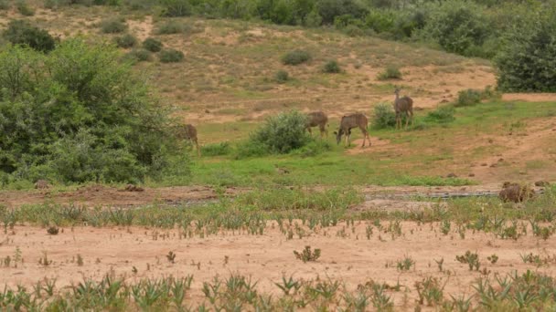 Nyala Antelope Wild Savannah Landscape Africa — Stockvideo