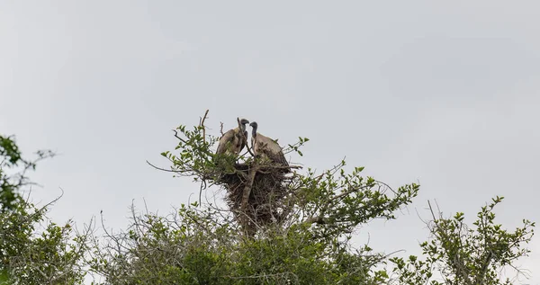 Cape Vultures Also Called White Backed Vultures Nature Reserve Hluhluwe — Stockfoto