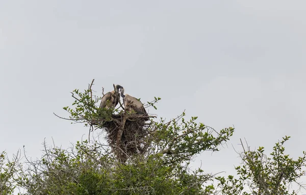 Cape Vultures Also Called White Backed Vultures Nature Reserve Hluhluwe — Stockfoto