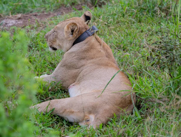 Lioness Gps Transmitter Neck Nature Reserve Hluhluwe National Park South — Fotografia de Stock