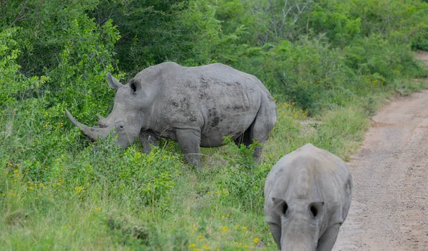 Rhino mother and rhino baby in Hluhluwe National Park Nature Reserve South Africa