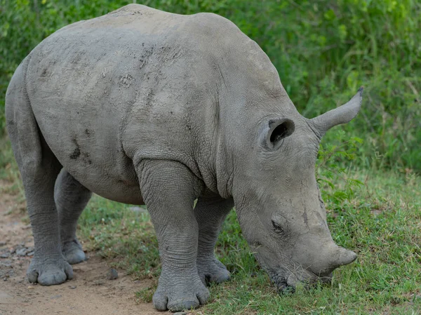 Rhino Baby Parque Nacional Hluhluwe Reserva Natural África Sul — Fotografia de Stock
