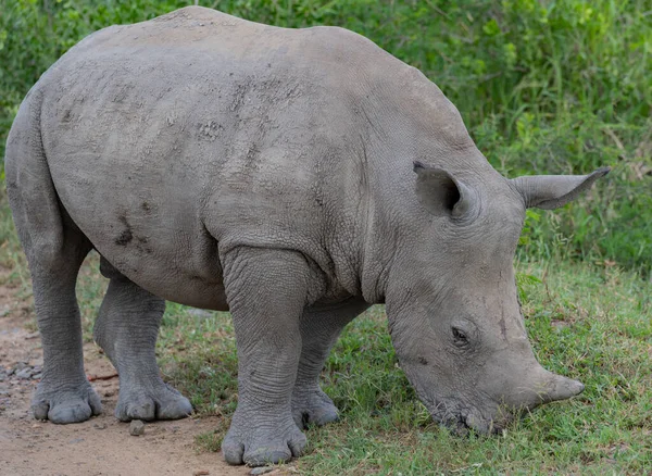 Дитина Носорога Заповіднику Hluhluwe National Park Nature Reserve South Africa — стокове фото