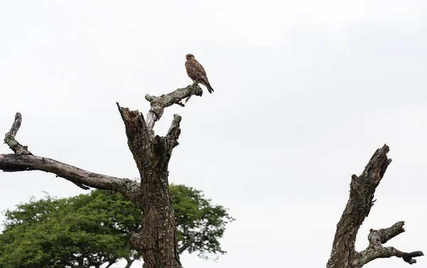 Falcon Hluhluwe National Park Nature Reserve South Africa — Stockfoto