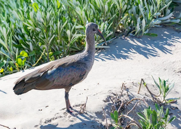 Hadada Ibis Bird Long Beak Black Plumage Durban South Africa — Stock Photo, Image