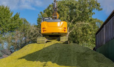 Excavator distributes corn on a corn silage during the corn harvest