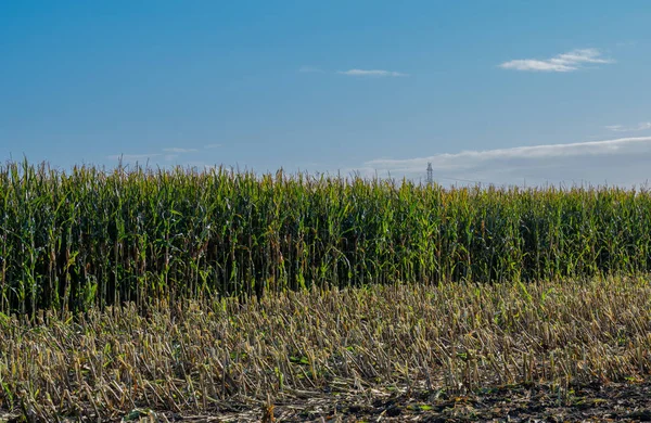 Corn Field Chopped Corn Harvest — Stock Photo, Image