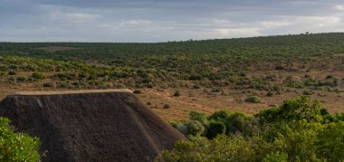 Nature landscape in Addo Elephant Park in South Africa