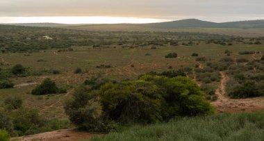 Nature landscape in Addo Elephant Park in South Africa