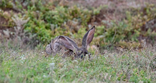 Scrub Hare Wild Savannah Landscape Africa — Fotografia de Stock