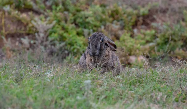 Scrub Hare Wild Savannah Landscape Africa — Foto Stock