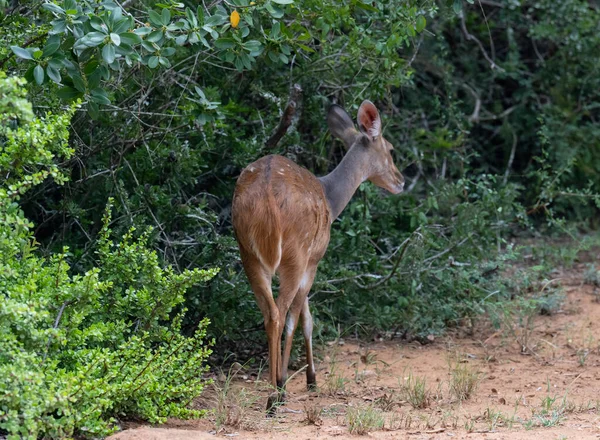 Bushbuck Wild Savannah Landscape Africa — Fotografia de Stock