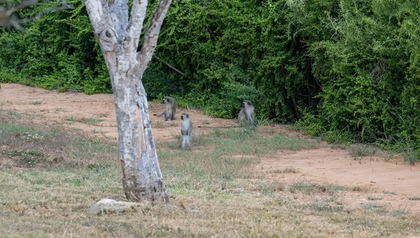 Green Monkey Wild Savannah Landscape Africa — Stockfoto