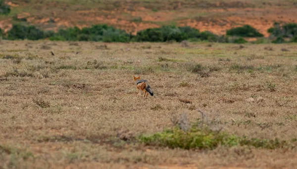 Black Backed Jackal Wild Savannah Landscape Africa — Zdjęcie stockowe