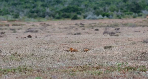 Mongooses Wild Savannah Landscape Africa — Zdjęcie stockowe