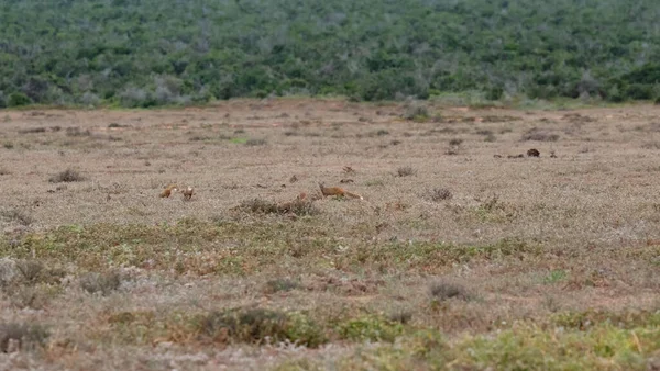 Mongooses Wild Savannah Landscape Africa — Foto Stock