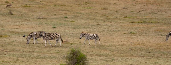 Zebras Wild Savannah Landscape Africa — Foto de Stock