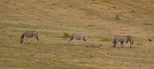 Zebras Wild Savannah Landscape Africa — Fotografia de Stock