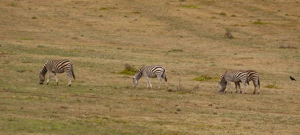 Zebras ในภ าและซาวานน าของแอฟร — ภาพถ่ายสต็อก