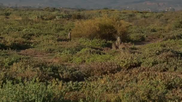 Meerkats Savannah Oudtshoorn South Africa — Stok video