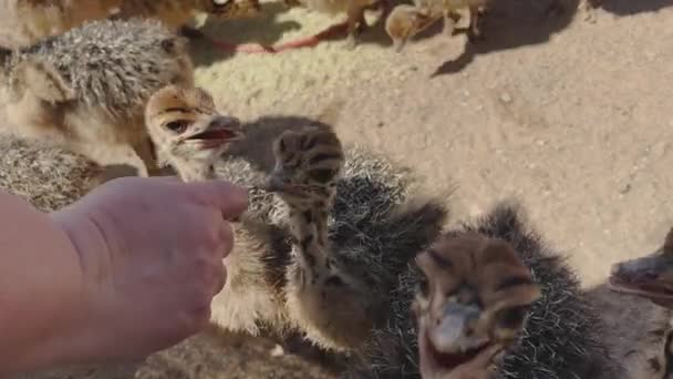Young African Ostrich Chicks Ostrich Farm Semi Desert Landscape Oudthoorn — Vídeo de stock