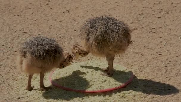 Young African Ostrich Chicks Ostrich Farm Semi Desert Landscape Oudthoorn — Stok video