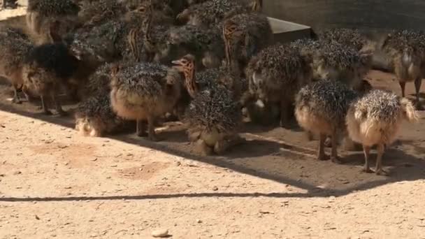 Young African Ostrich Chicks Ostrich Farm Semi Desert Landscape Oudthoorn — Vídeos de Stock
