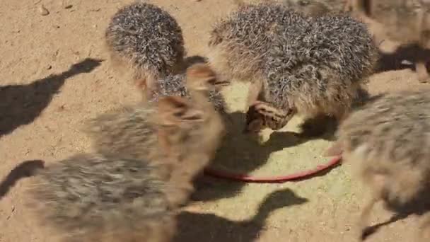 Young African Ostrich Chicks Ostrich Farm Semi Desert Landscape Oudthoorn — Stok video
